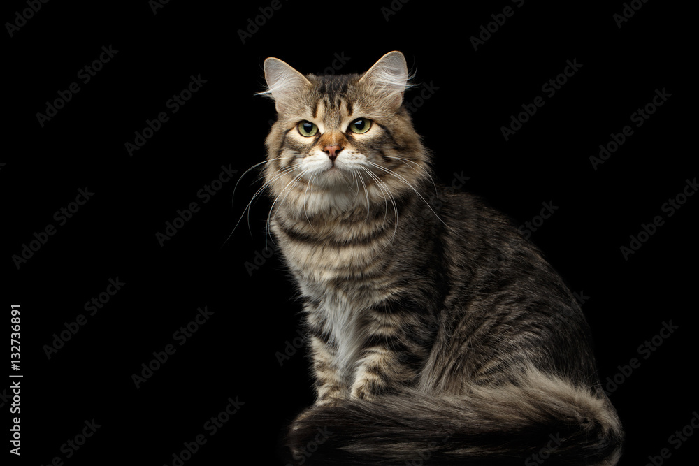 Adorable Siberian Cat Sits with furry tail on isolated black background, front view