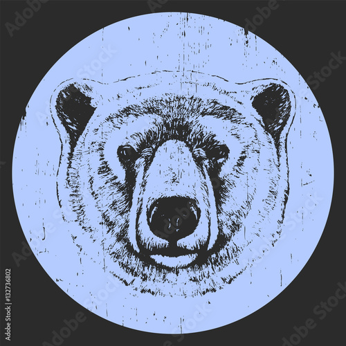 Portrait of Polar Bear. Hand drawn illustration. Vector