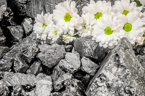 Coal white daisies