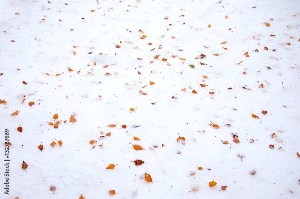 Autumn leaf on fresh snow. Autumn leaves in ice. Autumn colorful leaf texture background.