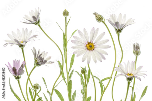 Cape daisy flowers