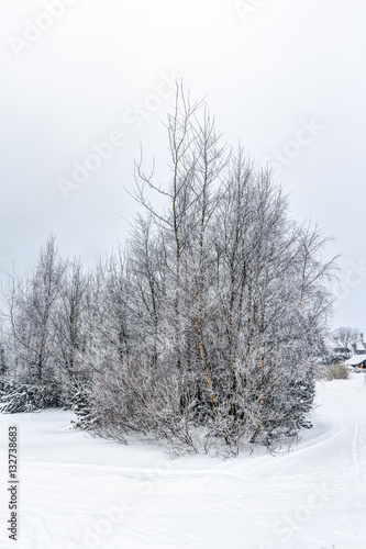 Wallpaper Mural Landscape of snowy mountains in the highlands near Altenberg, Saxony in Germany Torontodigital.ca