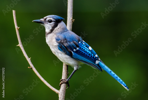 Blue Jay