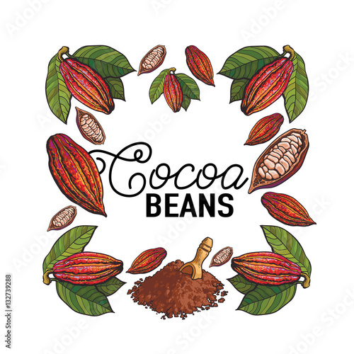 Square frame of cacao fruit, beans and powder with place for text, sketch illustration isolated on white background. Cacao fruit, beans, powder forming square frame for chocolate banner, poster design