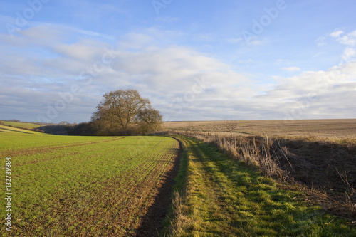 bridleway and wheat field