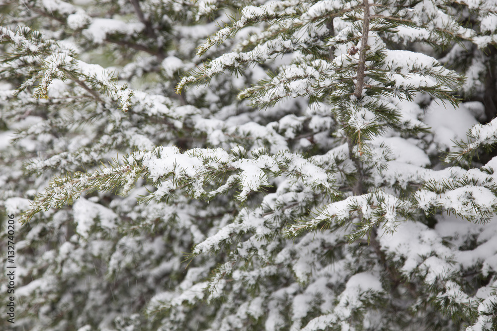 Snow and pine tree
Snow and pine tree