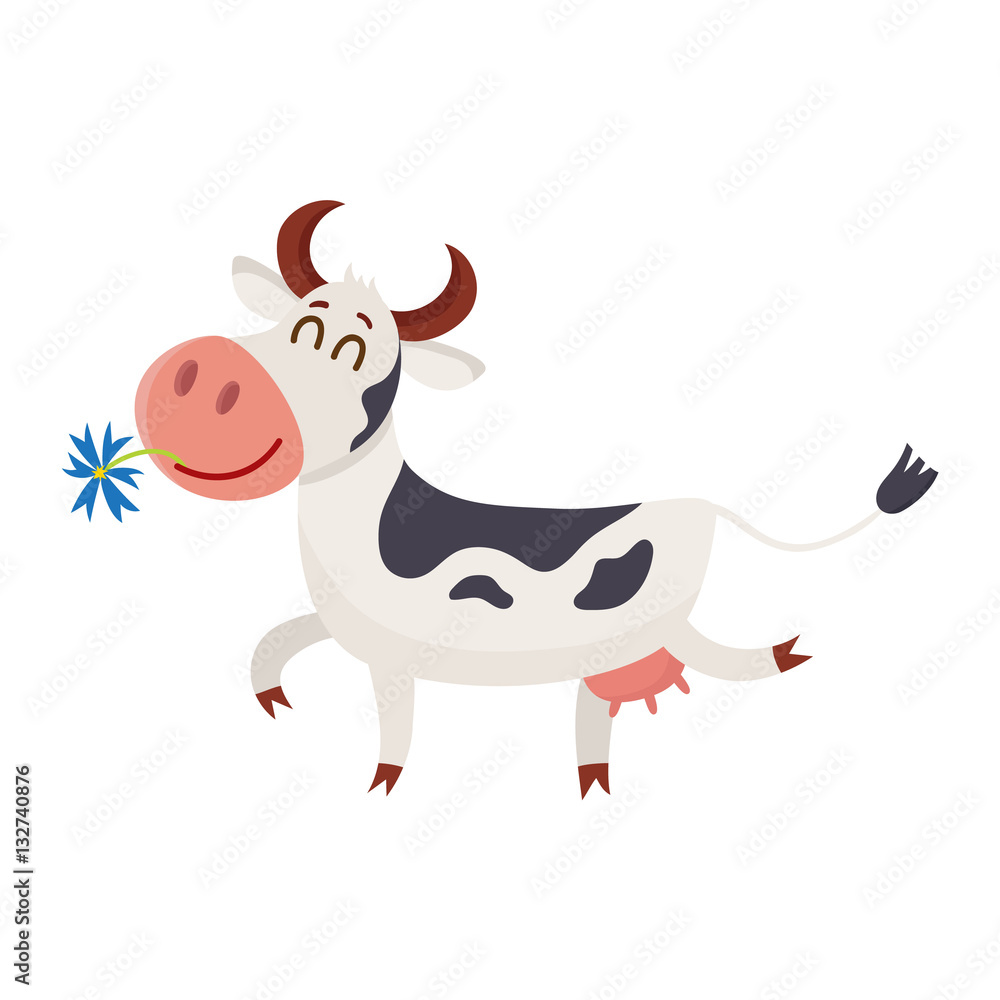 Funny black white spotted cow walking with eyes closed and daisy flower in  mouth, cartoon vector illustration isolated on white background. Funny cow  holding daisy in mouth, dairy farm concept Stock Vector |