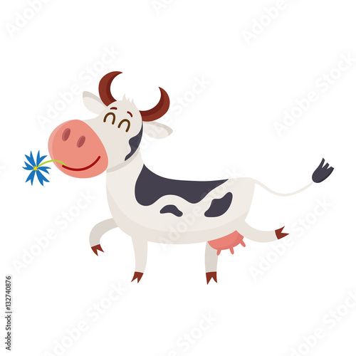 Funny black white spotted cow walking with eyes closed and daisy flower in mouth  cartoon vector illustration isolated on white background. Funny cow holding daisy in mouth  dairy farm concept