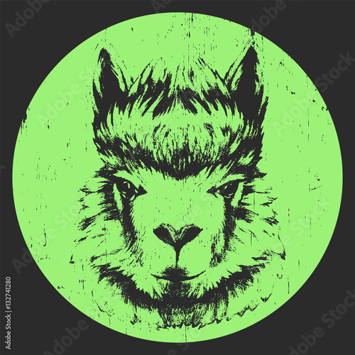 Portrait of Lama. Hand drawn illustration. Vector.