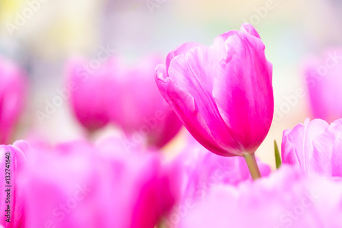 Fototapeta Naklejka Na Ścianę i Meble -  Pink tulip in garden