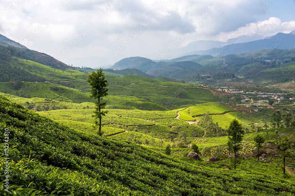 Südindien - Teeplantagen in Munnar