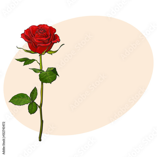 Deep red, ruby rose flower with green leaves, sketch style vector illustration isolated on background with place for text. Realistic hand drawing of open red rose, symbol of love, decoration element