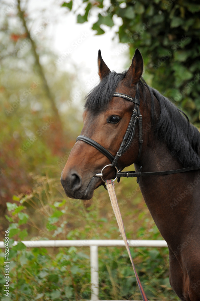 Obraz premium Horse head portrait in harness .