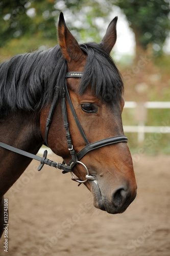 Horse head portrait in harness .