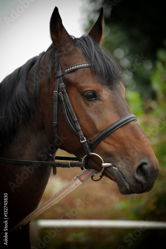 Horse head portrait in harness .