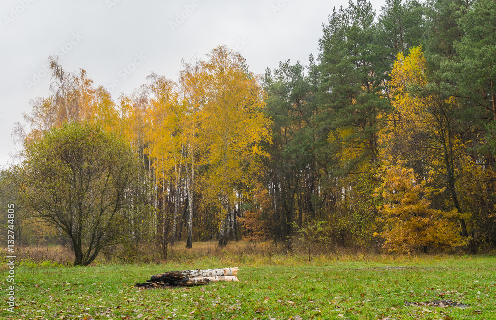 Autumnal landscape with an edge of pine and birch forest in Ukraine Autumnal landscape with an edge of pine and birch forest in Ukraine