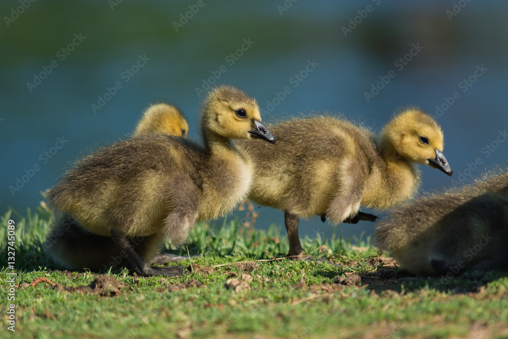 Baby geese in the warm sun.