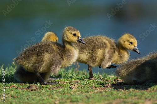 Baby geese in the warm sun. 