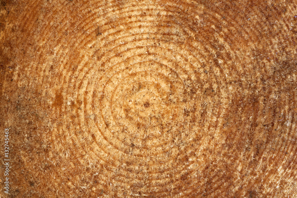 Naklejka premium Wood texture