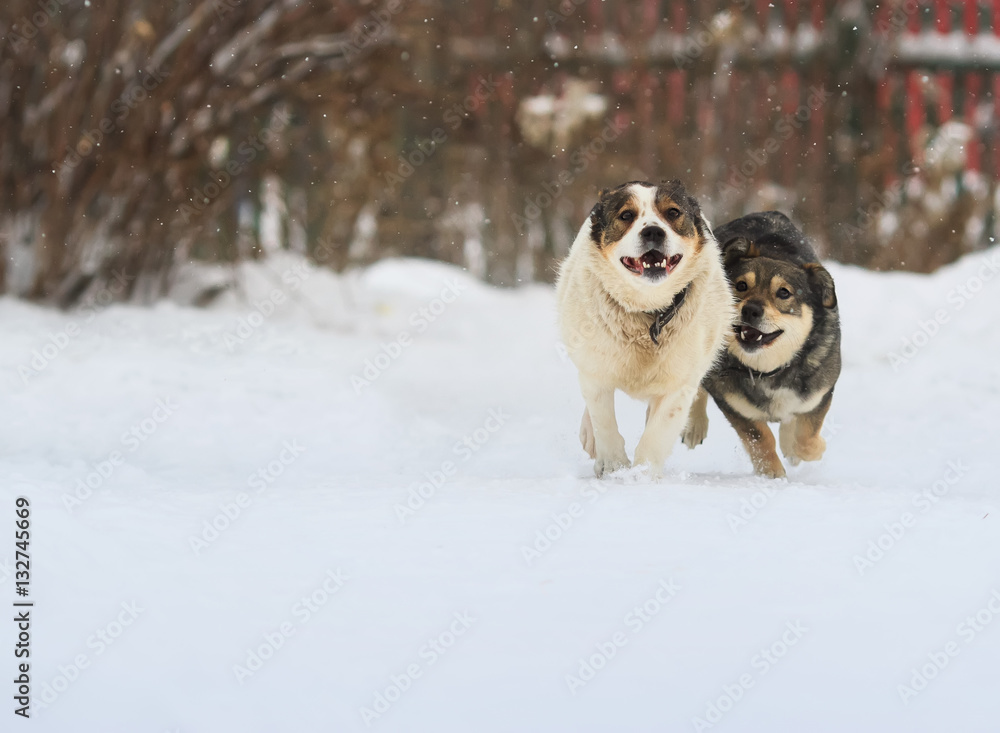 two funny dogs are running happily over the white snow in the winter two funny dogs are running happily over the white snow in the winter