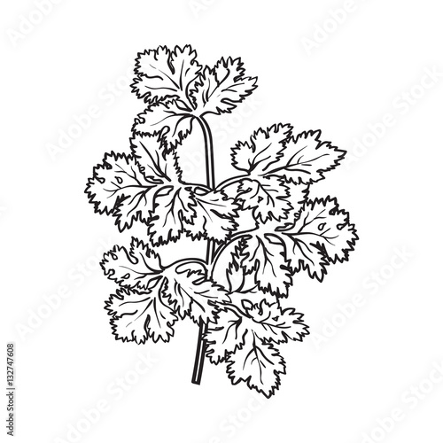 Coriander herb, cilantro, Chinese parsley leaves, sketch style vector illustration isolated on white background. Realistic hand drawing of coriander, cilantro branch, popular spice and seasoning