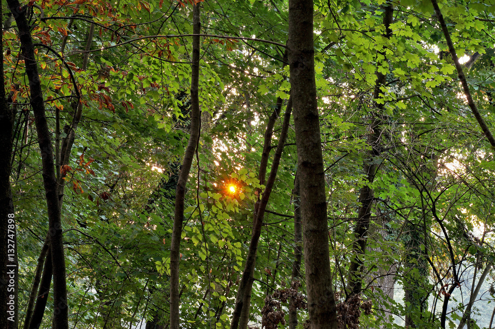 Tramonto del sole fra gli alberi del bosco Stock Photo | Adobe Stock