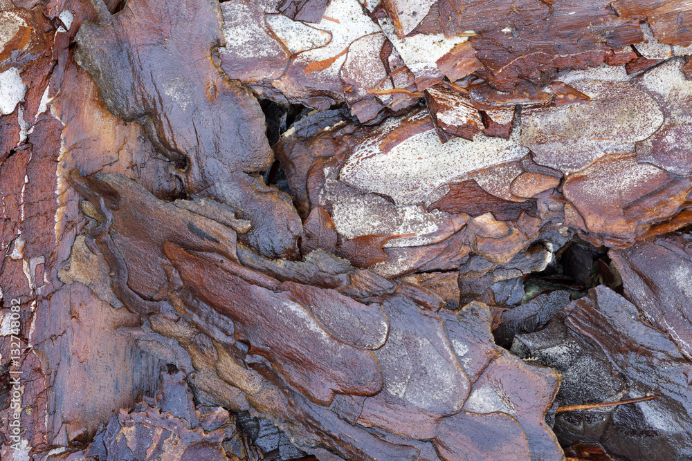 wooden texture- Bark of Pine Tree. wooden texture- Bark of Pine Tree.
