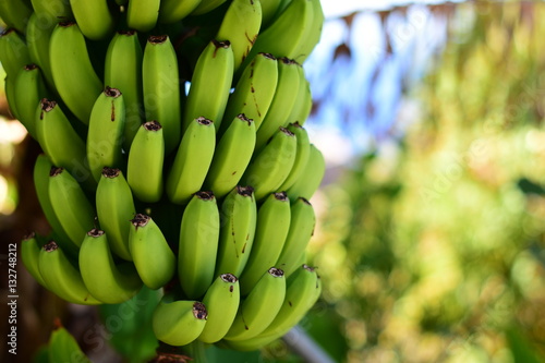 kanarische Bananen