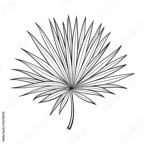 Full fresh fan shaped leaf of palmetto tree, sketch style vector illustration isolated on white background. Realistic hand drawing of palmetto palm tree leaf, jungle forest design element