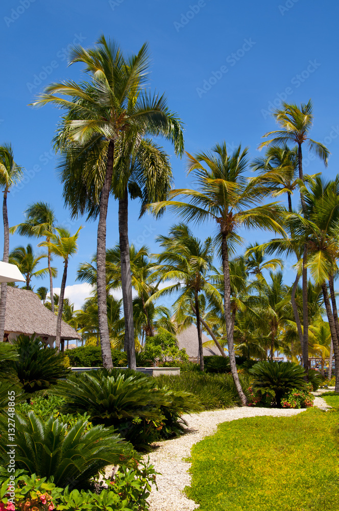 The garden with palm trees, tropical plants, green grass and walking paths in Dominican republic