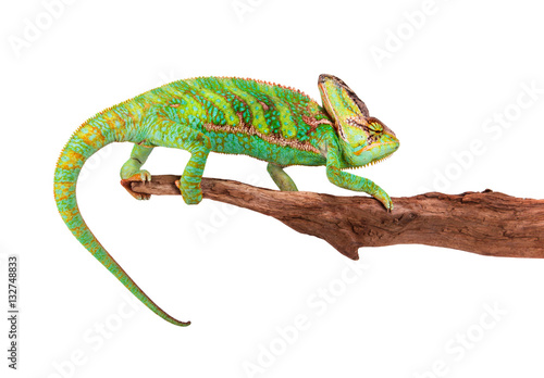 Veiled chameleon (chamaeleo calyptratus) close-up. © Lukas Gojda