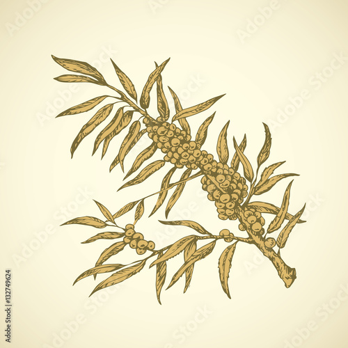 Sea buckthorn. Vector drawing