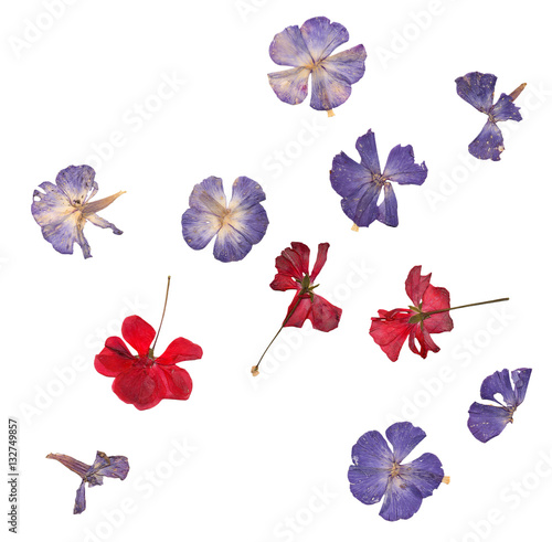 Fototapeta Naklejka Na Ścianę i Meble -  Pressed red geranium and blue phlox set isolated