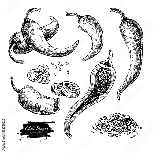 Chili Pepper hand drawn vector illustration. Vegetable engraved style object. Isolated hot spicy