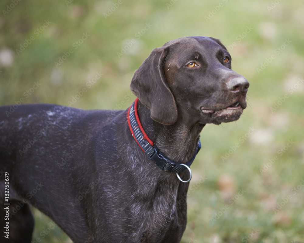 German shorthaired pointer - Hunter dog