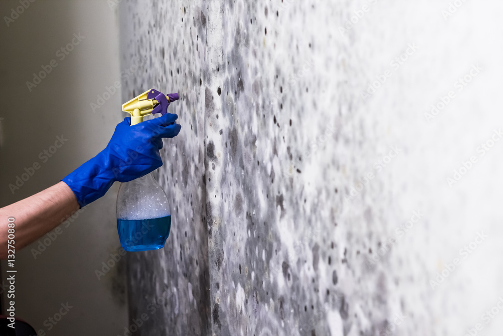 Removing mold on the wall in room. Hand holds spray with anti-mould liquid  and uses it to remove fungus from the wallpaper in the house Photos | Adobe  Stock