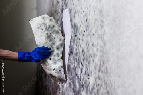 Removing mould from the wall in the house. Hand in blue glove tears off wallpapers damaged by fungus photo