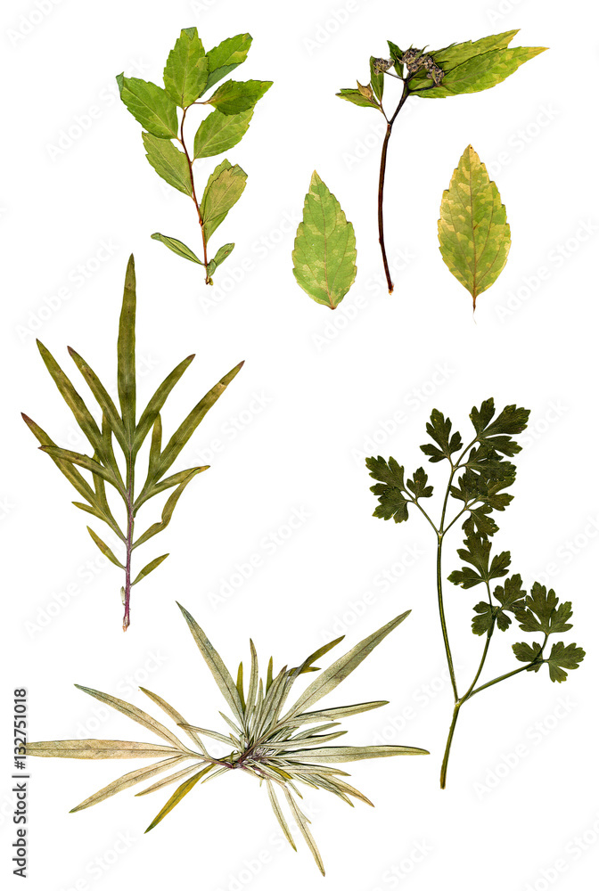 multicolor variety of dry green leaf multicolor variety of dry green leaf