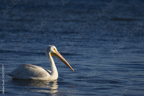 Swimming White Pelican © rayhennessy