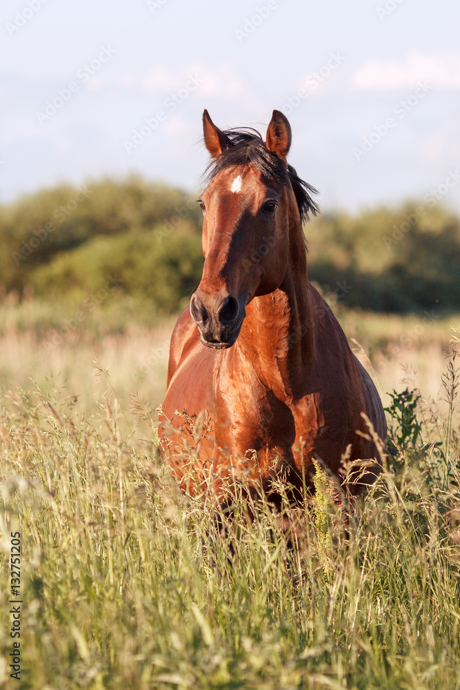 Naklejka premium Portrait of a bay horse in the tall grass in the summer