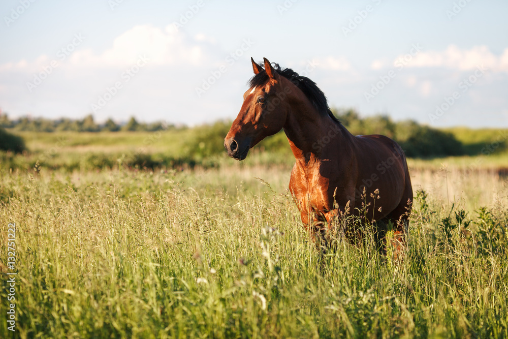 Naklejka premium Portret gniadego konia w wysokiej trawie w lecie