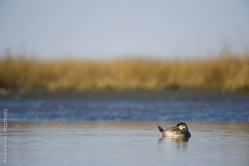 Sleepy Ruddy Duck Sleepy Ruddy Duck