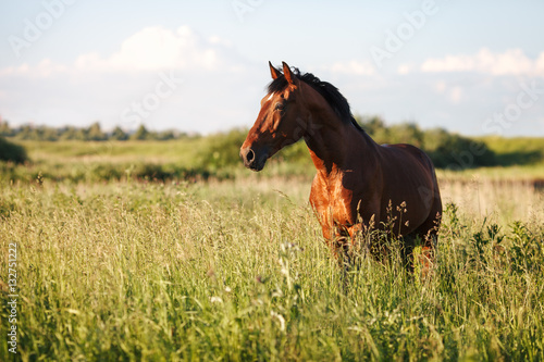 Portrait of a bay horse in the tall grass in the summer © bagicat