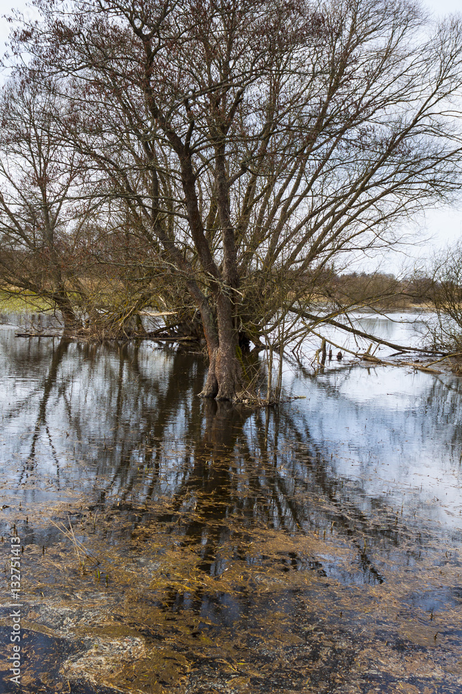 Flooded meadow with trees and blue water, forwest on the horizon.
