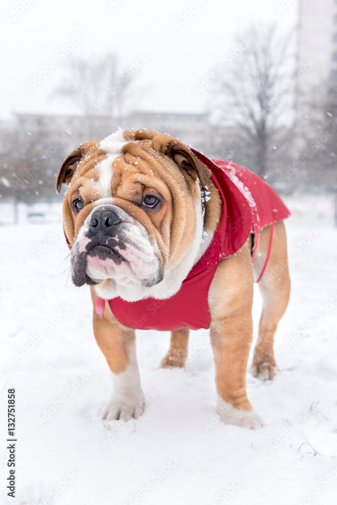 Bulldog and snow
