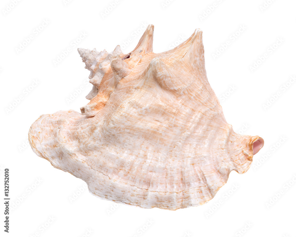 Large pink queen conch seashell isolated on white background
