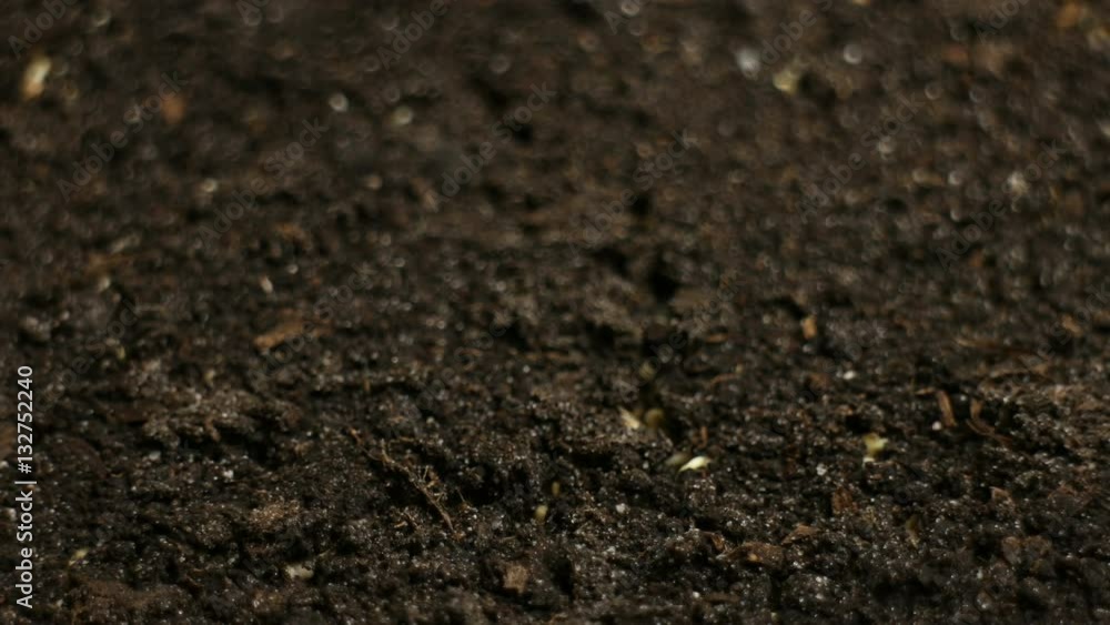 Growing Green Mustard Plants Agriculture Spring Timelapse Growing Green Mustard Plants Agriculture Spring Timelapse
