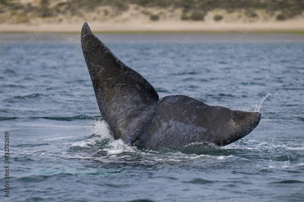 Fototapeta premium Right Whale, Patagonia , Argentina