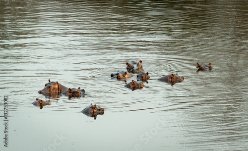Canvas Print Hippopotamus in African river, Benoue national park, Cameroon.