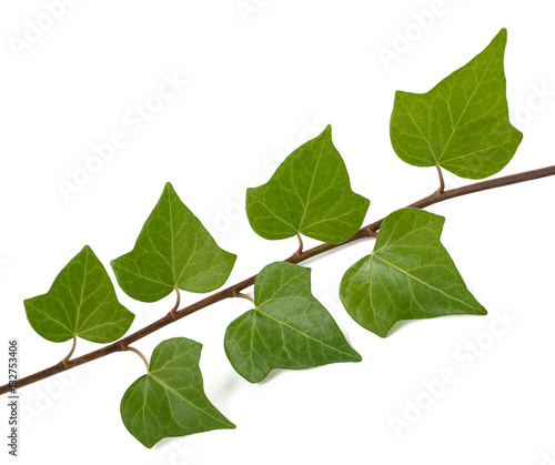 Ivy branch with leaves